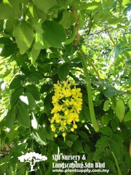 T010504 Cassia Fistula (Golden Shower Tree)