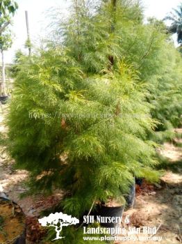 T010602 Casuarina Rumphiana (Weeping Ru)