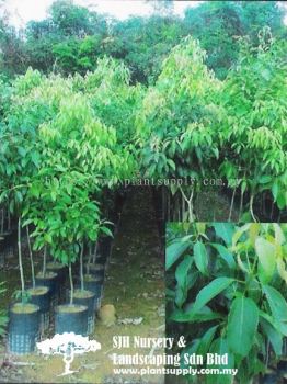 T010701 Cinnamomum Zeylanicum (Kayu Manis)