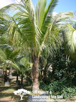 T010703 Cocos Nucifera 'Pandan' (Kelapa Pandan)