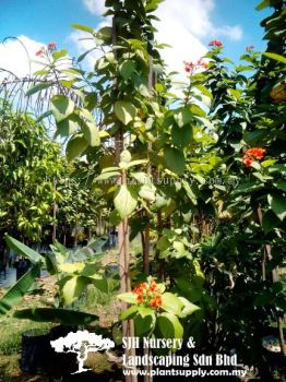 T010704 Cordia Sebestena 'Aurea' (Orange-Geiger Tree)