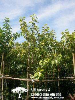 T020101 Ficus Benghalensis (Indian Banyan)