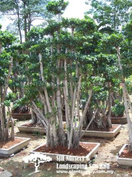 T020201 Ficus Bonsai 4