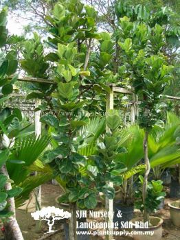 T020204 Ficus Iryata (Fiddle-Leaf Fig) 提琴叶榕, 琴叶榕