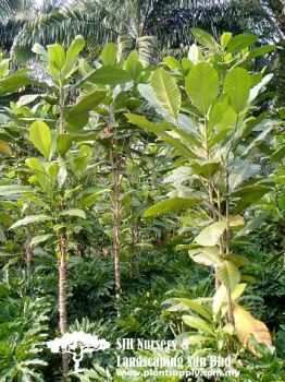 T020301 Gardenia Carinata (Kedah Gardenia)