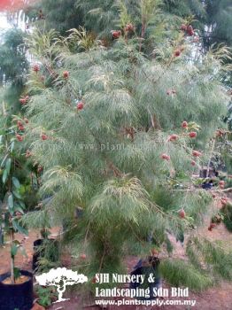 T020302 Gymnostoma Rumphianum (Weeping Ru)