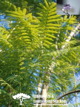 T020305 Jacaranda Obtusifolia (Jacaranda)