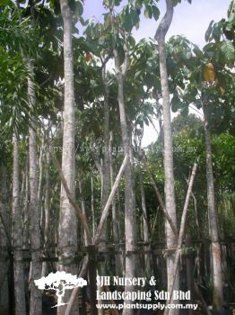 T020401 Kelumpang Burung 'Putih' (Sterculia Parviflora White)