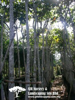 T020402 Kelumpang Burung (Sterculia Parviflora)