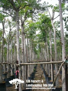 T020403 Khaya Senegalensis (Khaya) 非洲梀