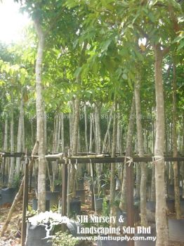 T020404 Lagerstroemia Langkawiensis