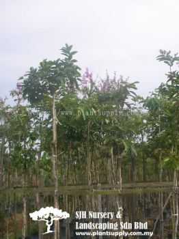 T020405 Lagerstroemia Speciosa (Rose Of India)