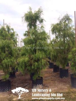 T020501 Leptospermum Brachyandrum (Australia Willow)