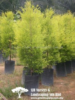 T020502 Melaleuca 'Revolution Gold' (Callistemon Gold)