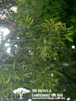 T020504 Melaleuca Leucadendron (Cajuput Tree)