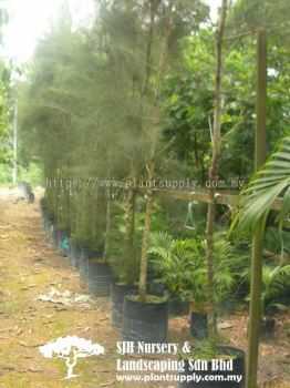 T020702 Pinus Caribaea (Caribbean Pine)