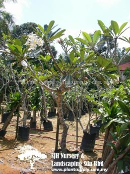 T020704 Plumeria Obtusa (Kemboja Putih)