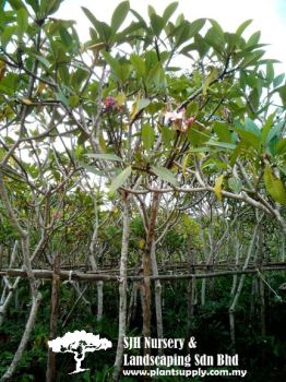 T020705 Plumeria Rubra Cultivar (Frangipanni)