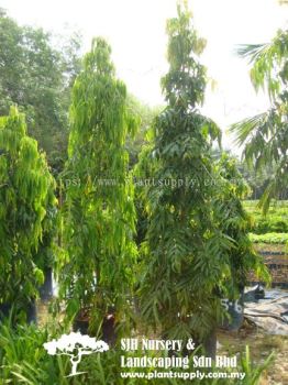 T020802 Polyalthia Longifolia 'Temple Pillar' (Asoka Tree)