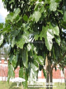 T020803 Pongamia Pinnata (Seashore Mempari)