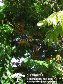 T020901 Saraca Thaipingensis (Yellow Saraca)