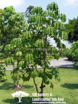 T020902 Schefflera Actinophylla (Umbralla Tree)