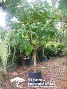 T020904 Solanum Wrightii (Potato Tree)