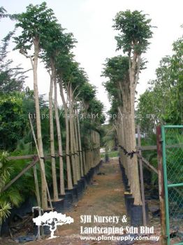 T020905 Spathodea Campanulata (African Tulip Tree)