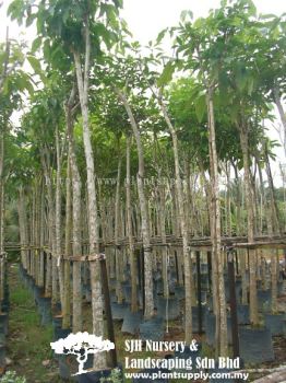 T021003 Tabebuia Rosea (Tecoma)