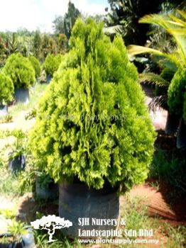 T021004 Thuja Orientalis (Tree Of Life)