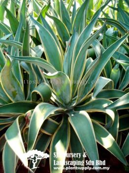 S010204 Agave Angustifolia Marginata