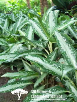 S010301 Aglaonema 'Earnesto Hybrid'