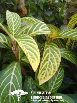 S010303 Aglaonema Hybrid 'Green Yellow'