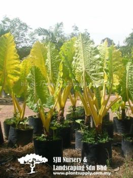 S010404 Alocasia Macrorrhizos 'Yellow'