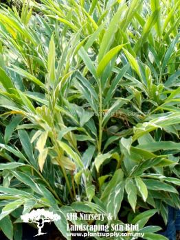 S010501 Alphinia Vittata (Variegated Ginger)