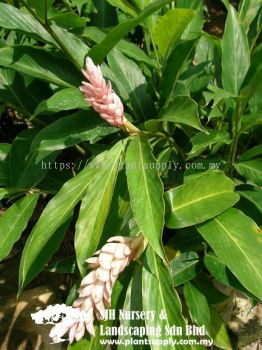 S010502 Alpinia Purpurata 'Jungle Queen'