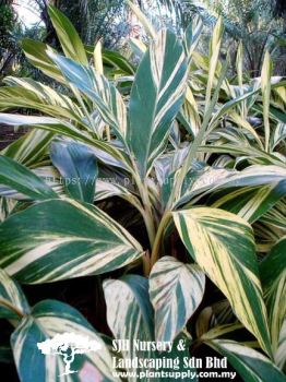 S010504 Alpinia Zerumbet 'Variegata'