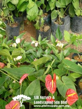 S010601 Anthurium Andraeanum 'Pink'