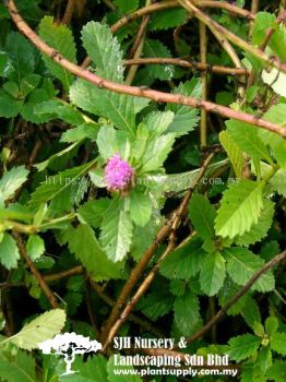 S020304 Centratherum Punctatum (Brazil Button-Flower)