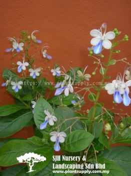 S020401 Clerodendrum Myricoides (Butterfly Bush)