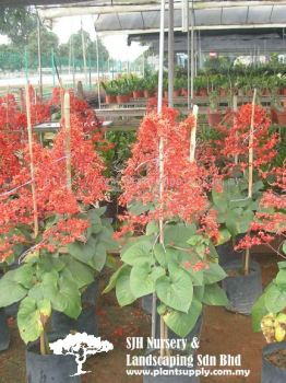 S020402 Clerodendrum Splendens