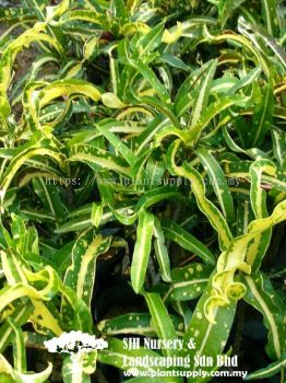 S020403 Codiaeum Variegatum Cultivars 'Green Yellow Curve Leaf'