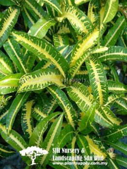 S020404 Codiaeum Variegatum Cultivars 'Green Yellow Long Leaf'