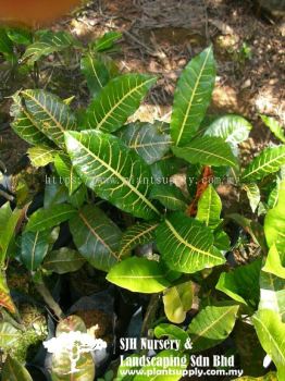 S020405 Codiaeum Variegatum Cultivars 'Green Yellow Red Long Leaf'