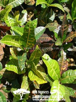 S020501 Codiaeum Variegatum Cultivars 'Round Leaf'