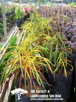 S020502 Codiaeum Variegatum Cultivars 'Yellow Green Red Long Leaf'