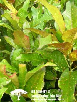 S020503 Codiaeum Variegatum Cultivars 'Yellow Green Round Leaf'