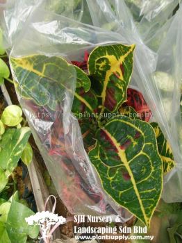 S020505 Codiaeum (Croton)