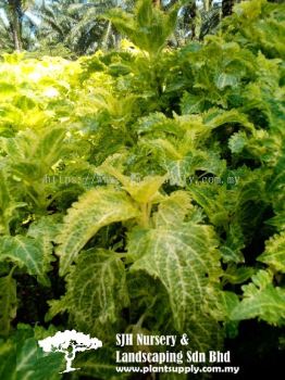 S020601 Coleus Blumei 'Yellow Green'