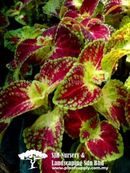 S020602 Coleus Blumei 'Red Yellow